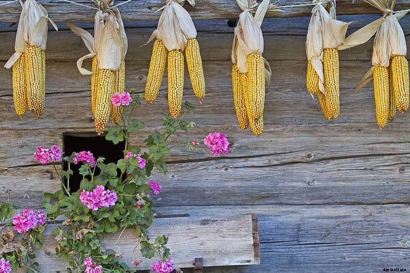 9 of the Best Companion Plants to Grow with Corn