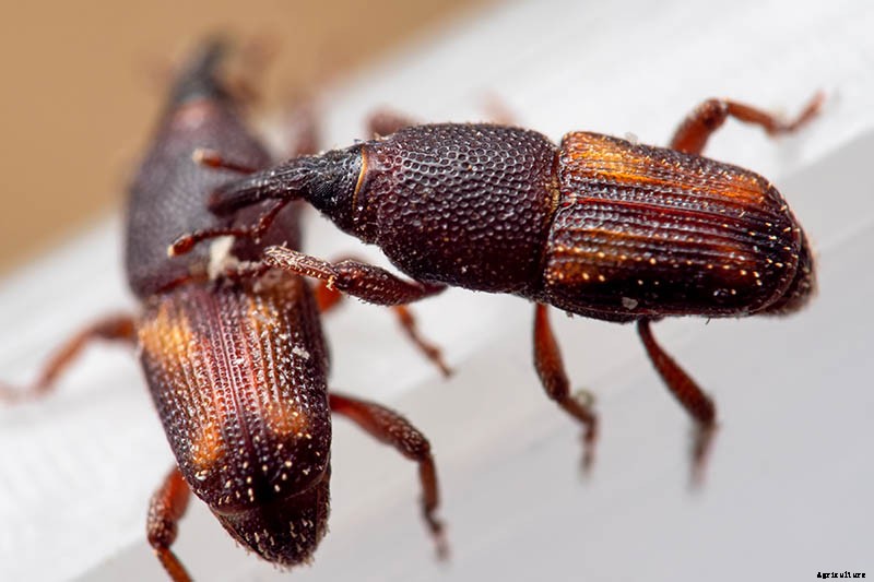 9 of the Best Companion Plants to Grow with Corn