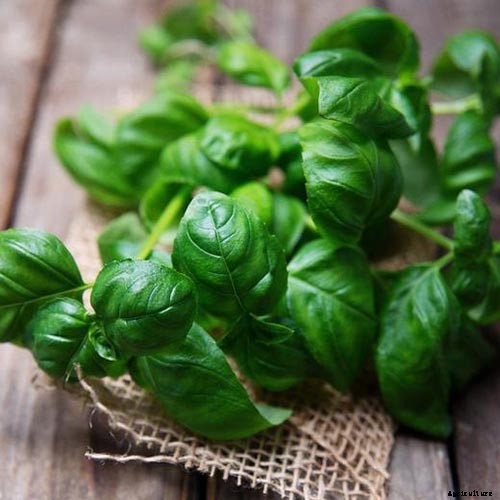 9 of the Best Companion Plants to Grow with Corn