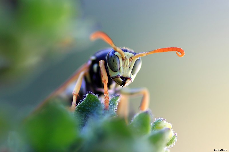 9 of the Best Companion Plants to Grow with Corn