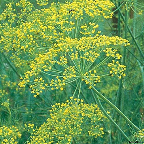 9 of the Best Companion Plants to Grow with Corn