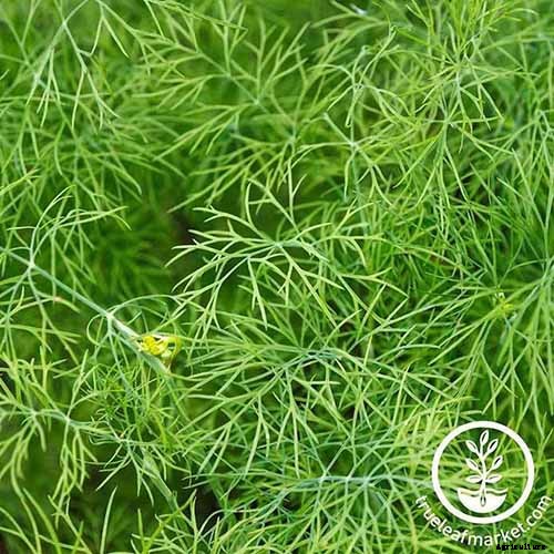 9 of the Best Companion Plants to Grow with Corn