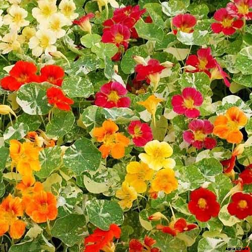 9 of the Best Companion Plants to Grow with Corn