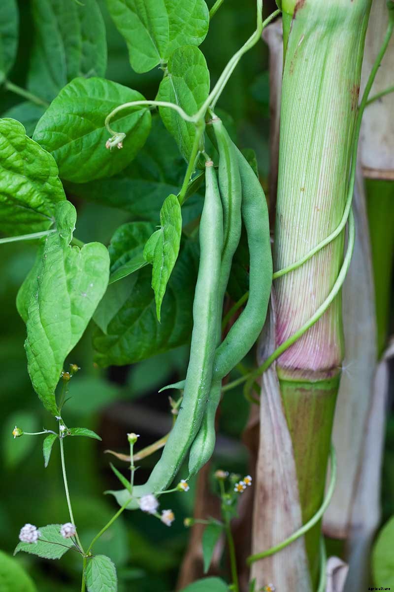 9 of the Best Companion Plants to Grow with Corn