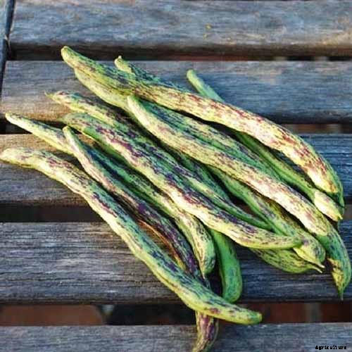 9 of the Best Companion Plants to Grow with Corn