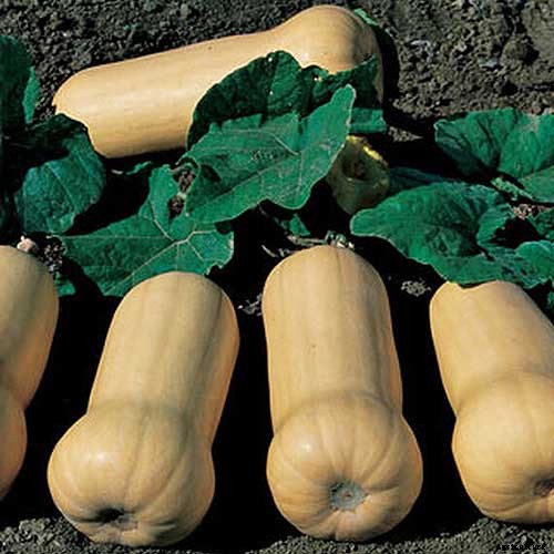 9 of the Best Companion Plants to Grow with Corn