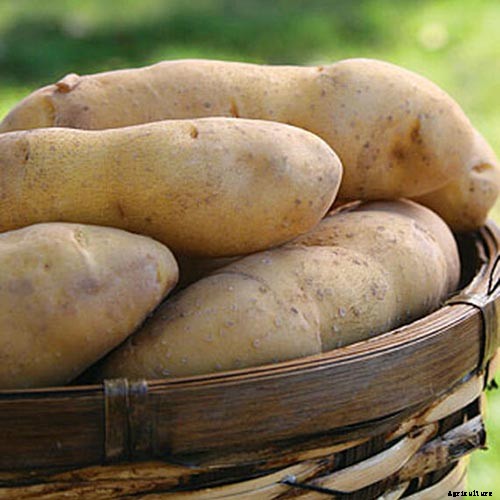 9 of the Best Companion Plants to Grow with Corn