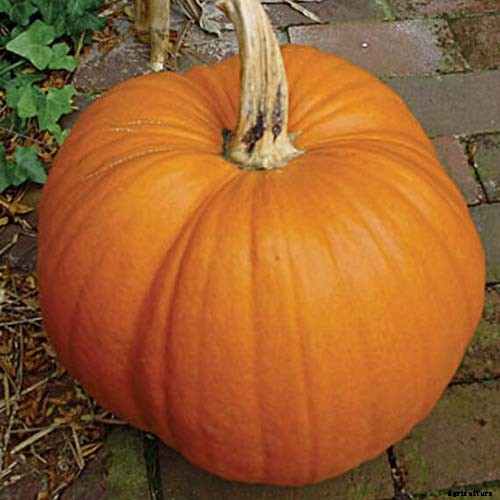 9 of the Best Companion Plants to Grow with Corn