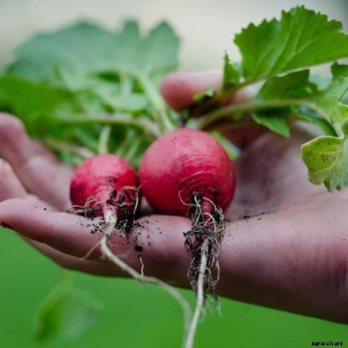 9 of the Best Companion Plants to Grow with Corn