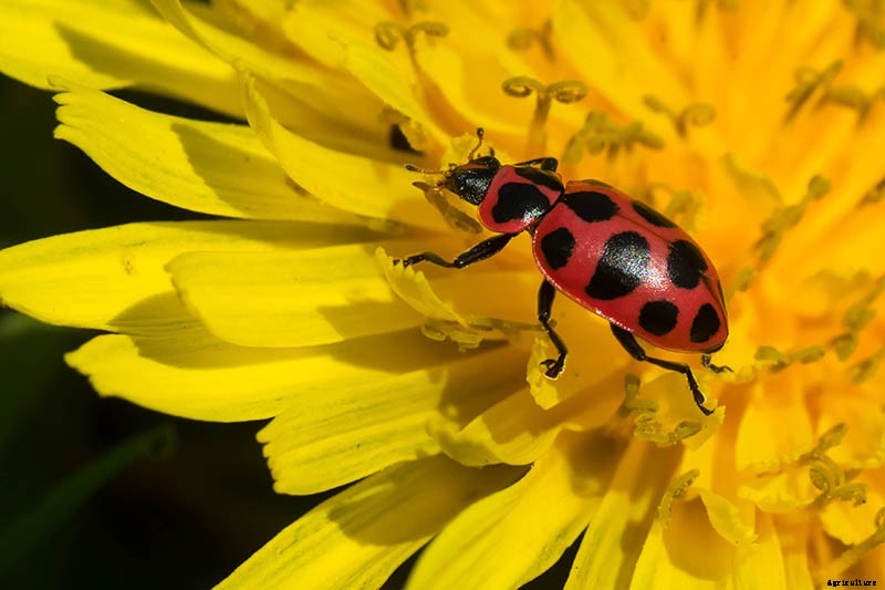 9 of the Best Companion Plants to Grow with Corn