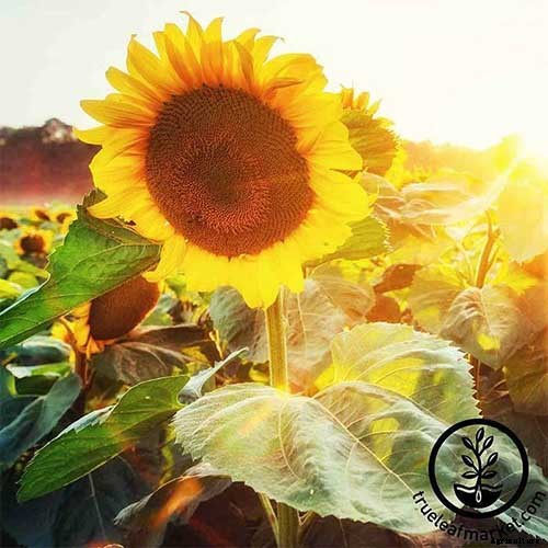 9 of the Best Companion Plants to Grow with Corn