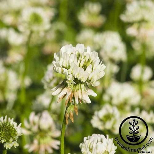 9 of the Best Companion Plants to Grow with Corn