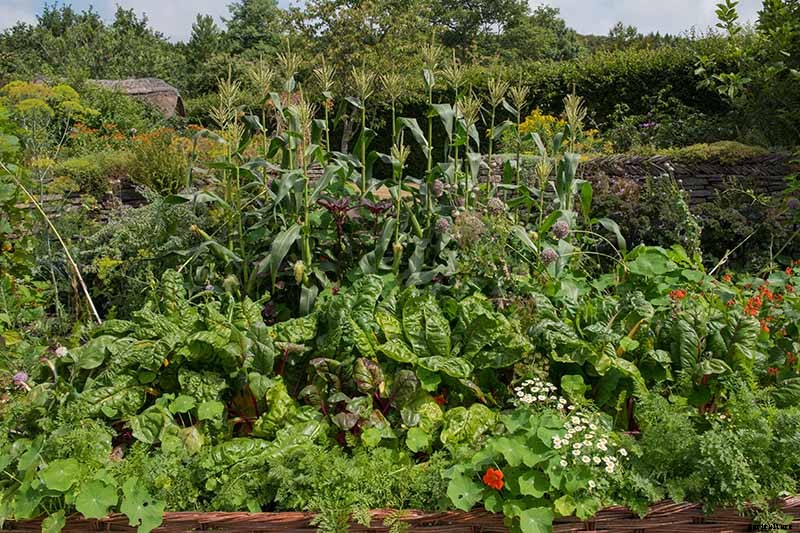 9 of the Best Companion Plants to Grow with Corn