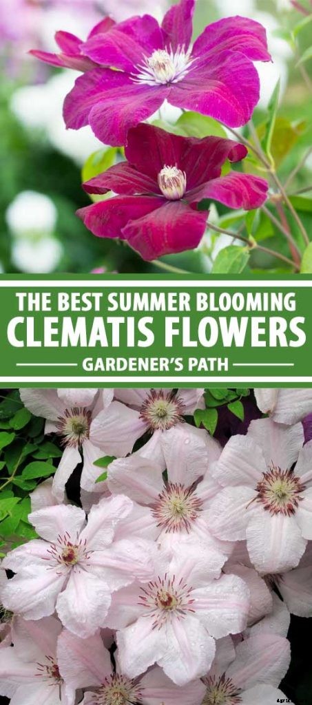 19 of the Best Summer Flowering Clematis for Your Garden