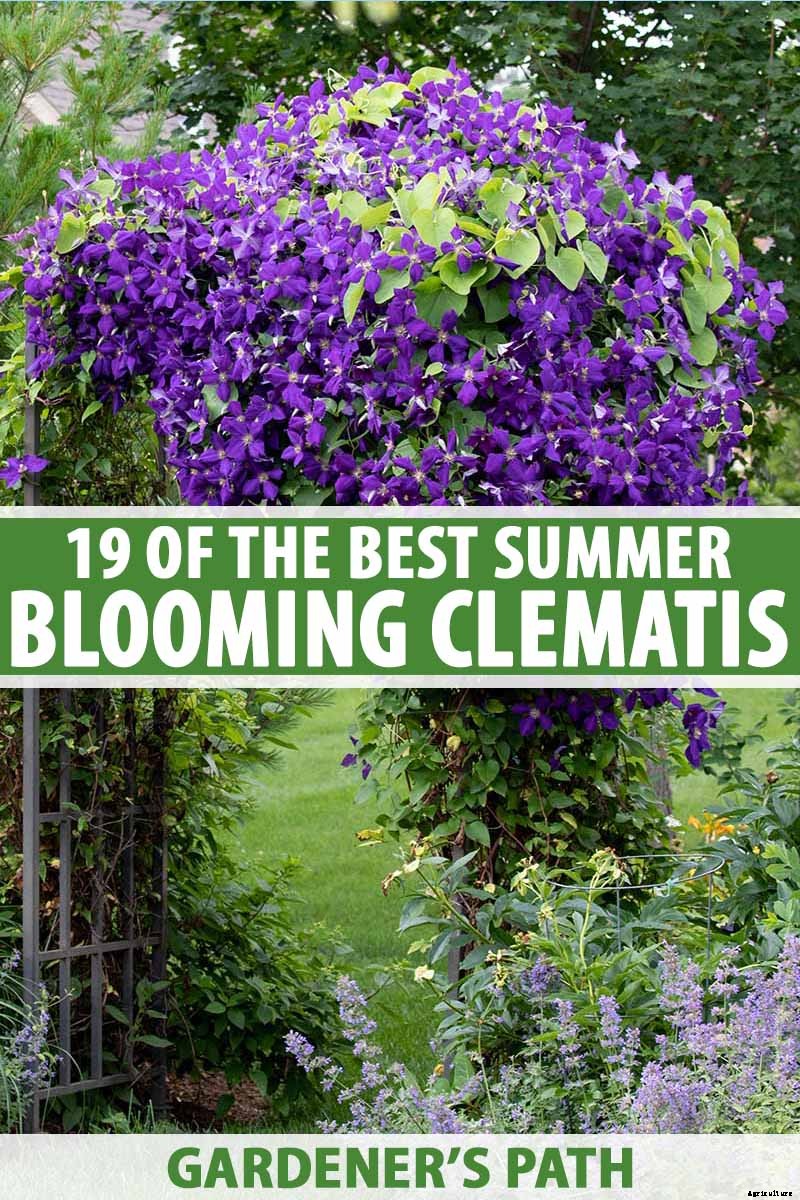 19 of the Best Summer Flowering Clematis for Your Garden