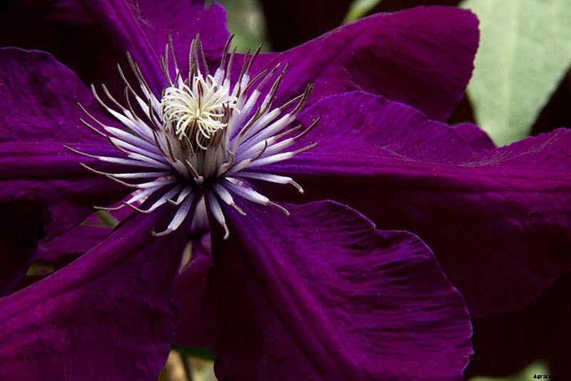 19 of the Best Summer Flowering Clematis for Your Garden