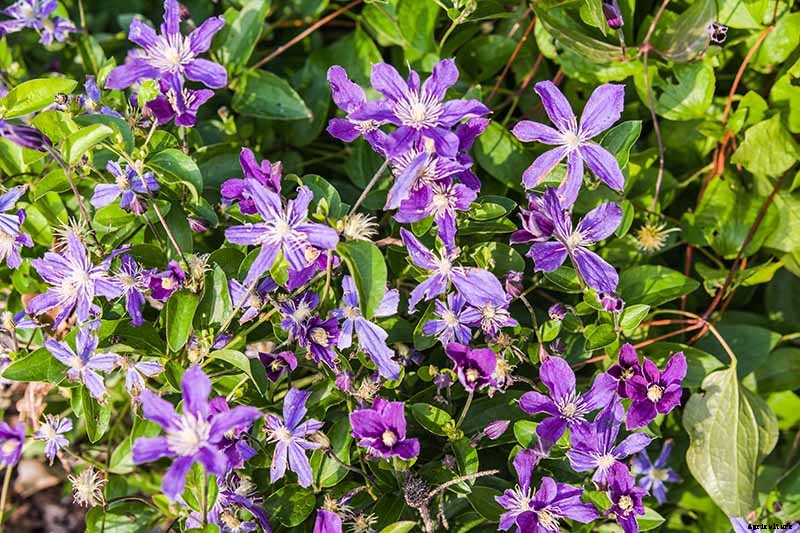 19 of the Best Summer Flowering Clematis for Your Garden