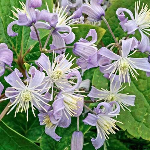 19 of the Best Summer Flowering Clematis for Your Garden