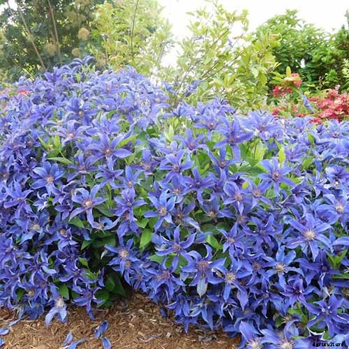 19 of the Best Summer Flowering Clematis for Your Garden