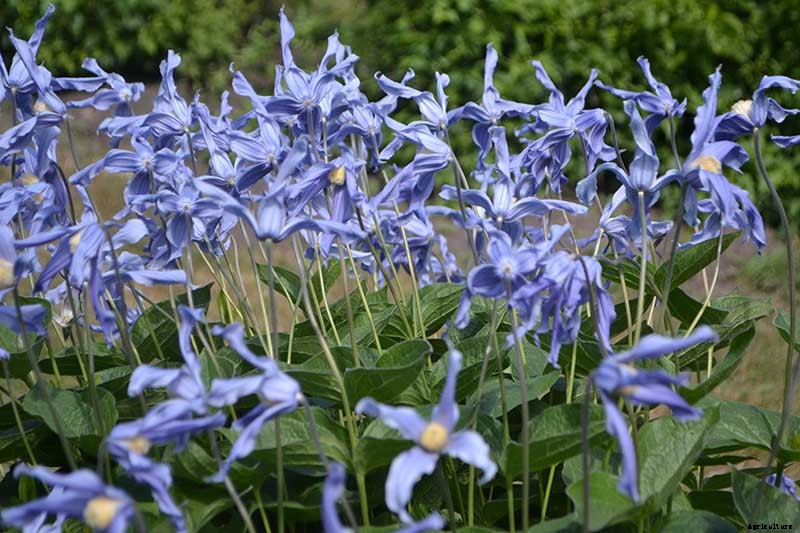 19 of the Best Summer Flowering Clematis for Your Garden