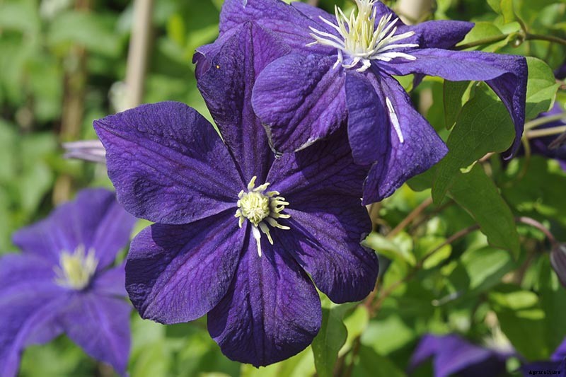 19 of the Best Summer Flowering Clematis for Your Garden