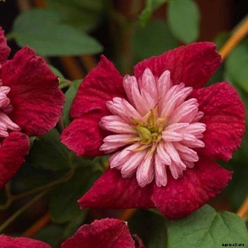 19 of the Best Summer Flowering Clematis for Your Garden