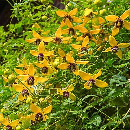 19 of the Best Summer Flowering Clematis for Your Garden