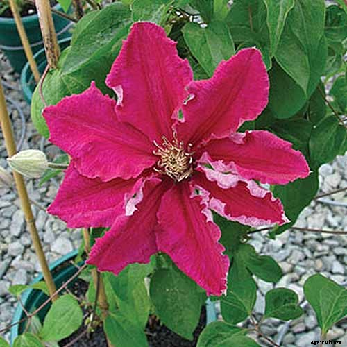 19 of the Best Summer Flowering Clematis for Your Garden