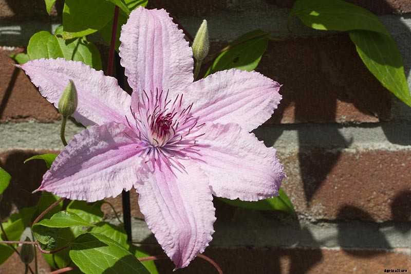 19 of the Best Summer Flowering Clematis for Your Garden