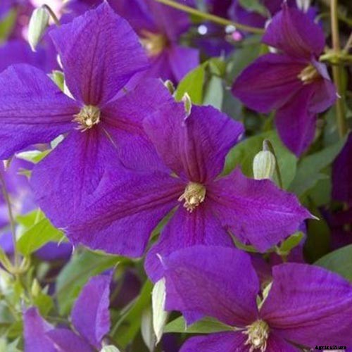 19 of the Best Summer Flowering Clematis for Your Garden