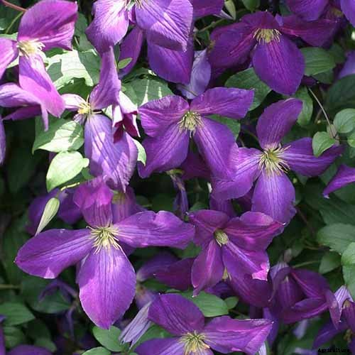 19 of the Best Summer Flowering Clematis for Your Garden