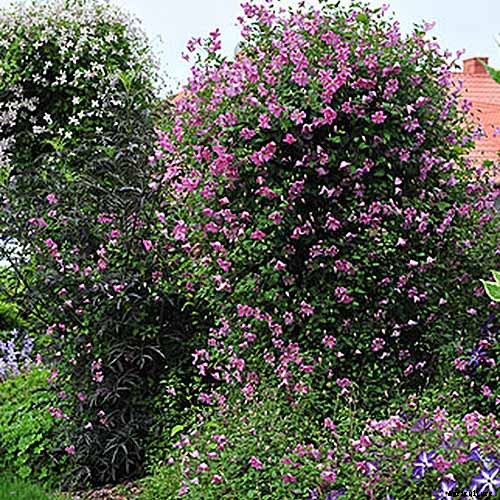 19 of the Best Summer Flowering Clematis for Your Garden