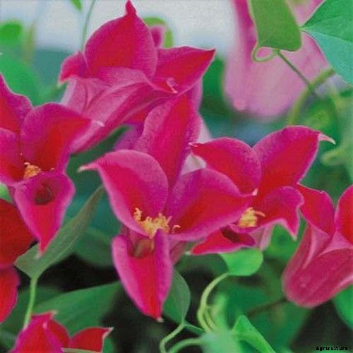 19 of the Best Summer Flowering Clematis for Your Garden