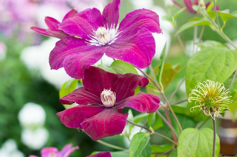 19 of the Best Summer Flowering Clematis for Your Garden