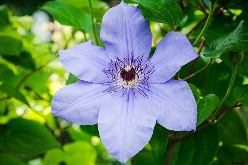 19 of the Best Summer Flowering Clematis for Your Garden