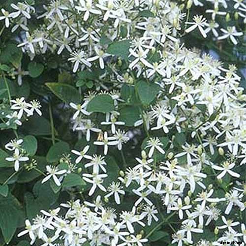 19 of the Best Summer Flowering Clematis for Your Garden