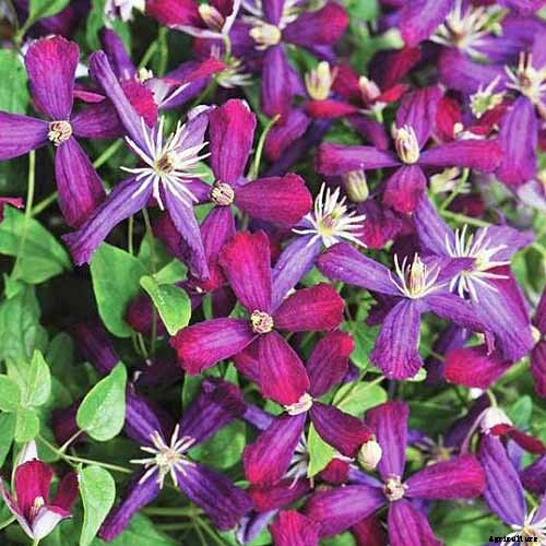 19 of the Best Summer Flowering Clematis for Your Garden