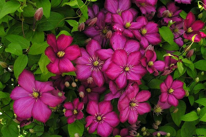 19 of the Best Summer Flowering Clematis for Your Garden