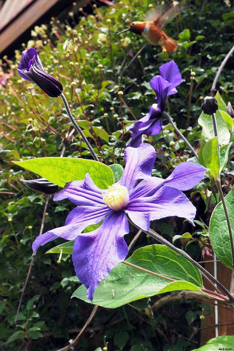 19 of the Best Summer Flowering Clematis for Your Garden