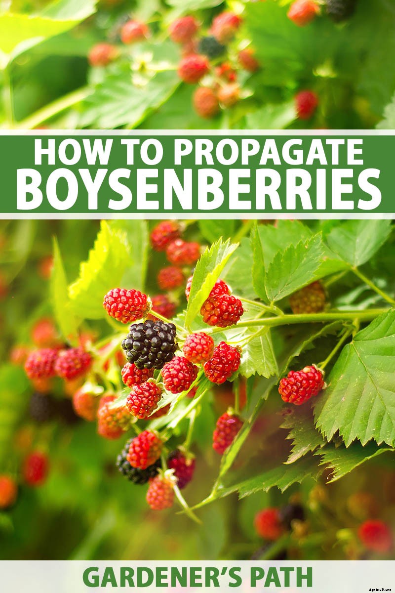 How to Propagate Boysenberries