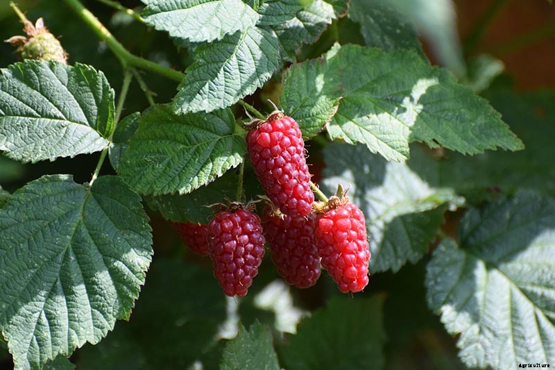 How to Propagate Boysenberries