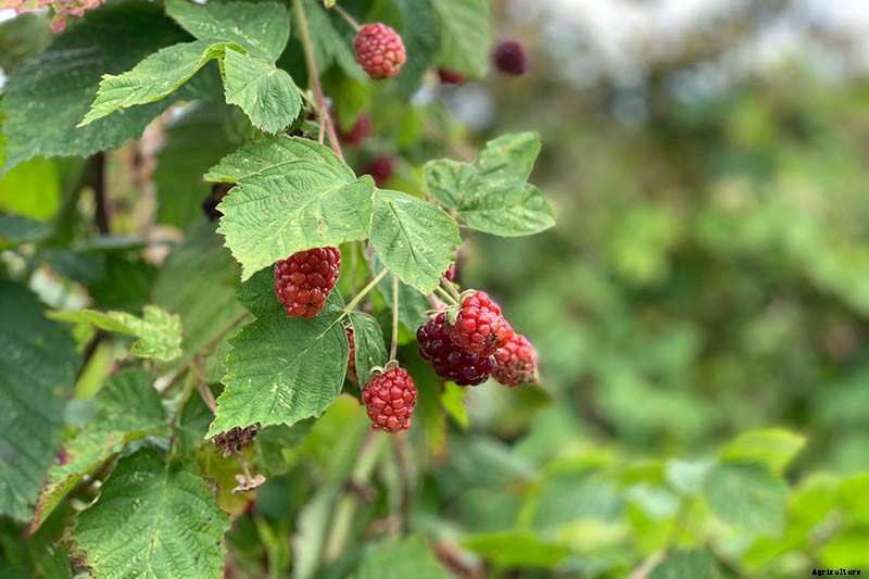 How to Propagate Boysenberries