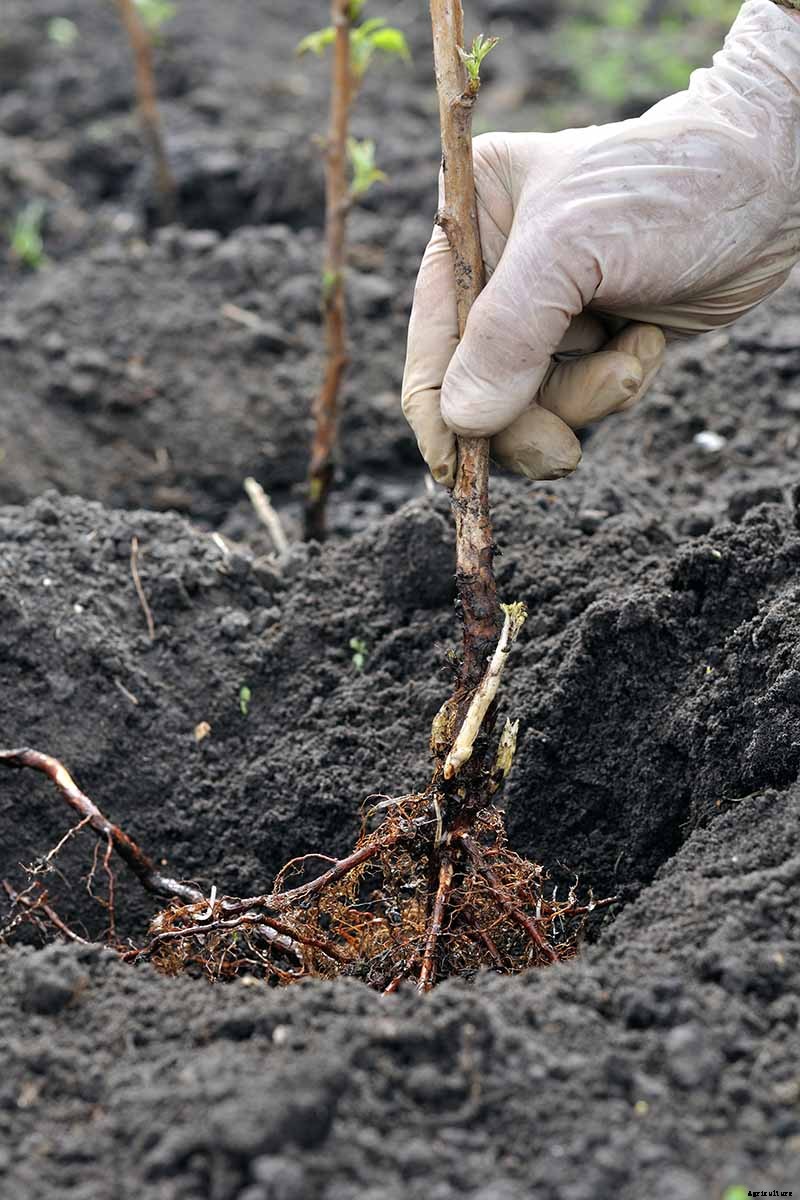 How to Propagate Boysenberries