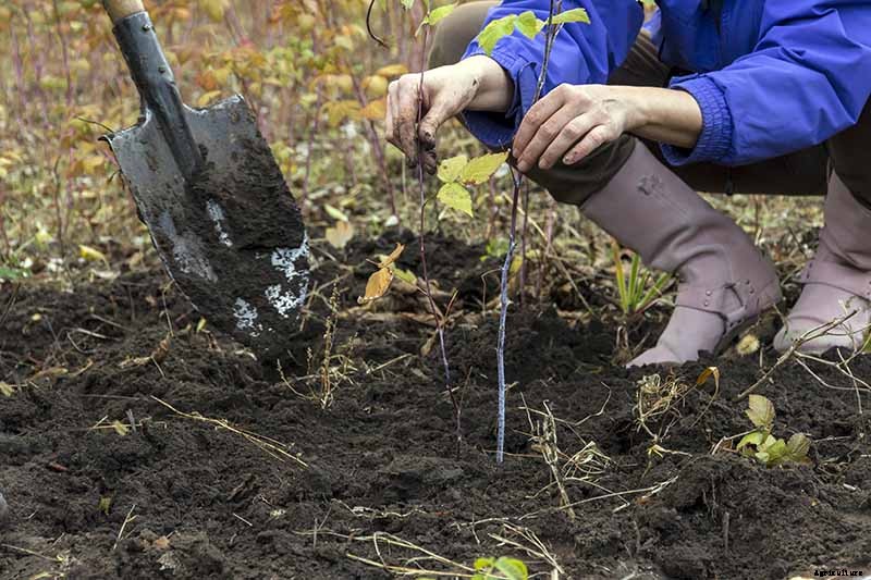 How to Propagate Boysenberries