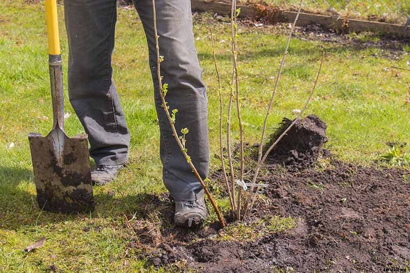 How to Propagate Boysenberries