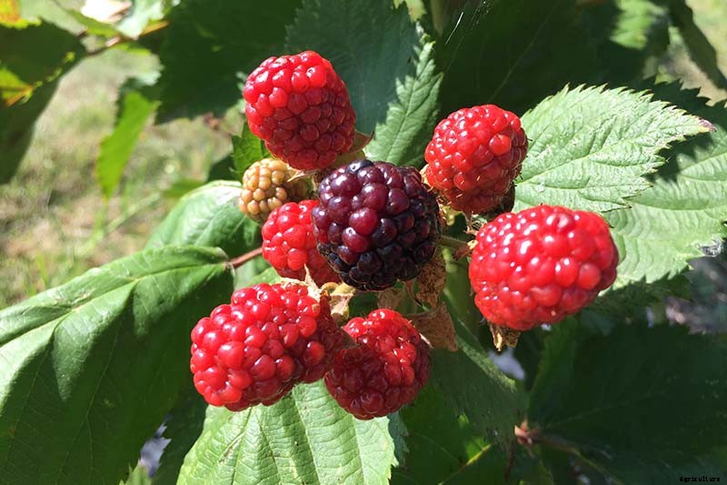 How to Propagate Boysenberries