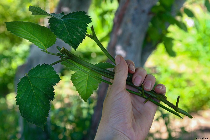 How to Propagate Boysenberries
