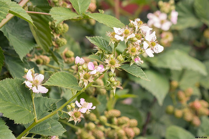 How to Propagate Boysenberries