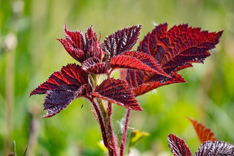 How to Propagate Boysenberries