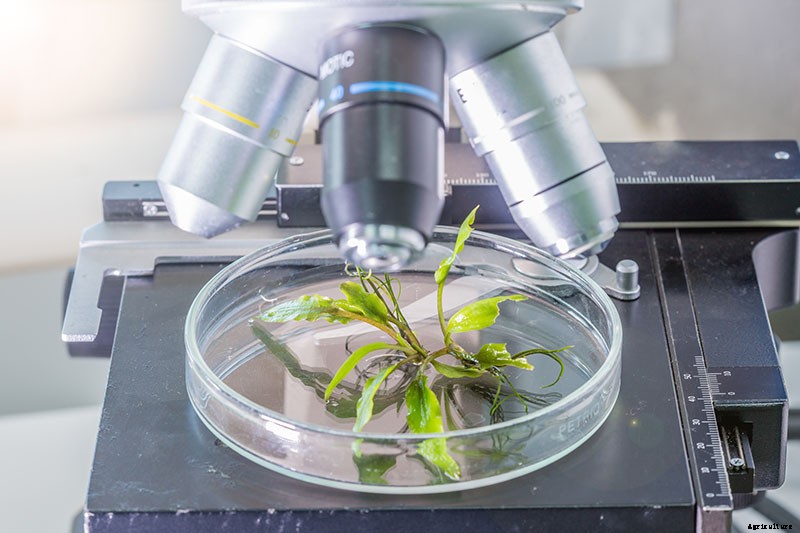 How to Propagate Boysenberries